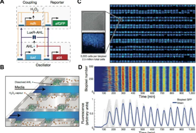 Figure 1-6 Sensing array of radically coupled genetic biopixels  12 . (A) Network diagram