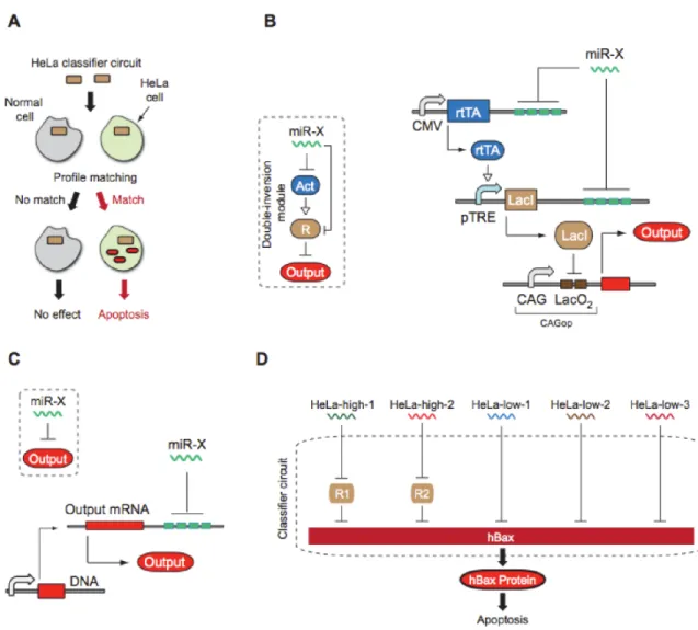 Figure  1-8  High-level  architecture  of  a  cell  type  classifier  16 .  (A)  Schematic  representation  of  a  HeLa-specific classifier circuit operation