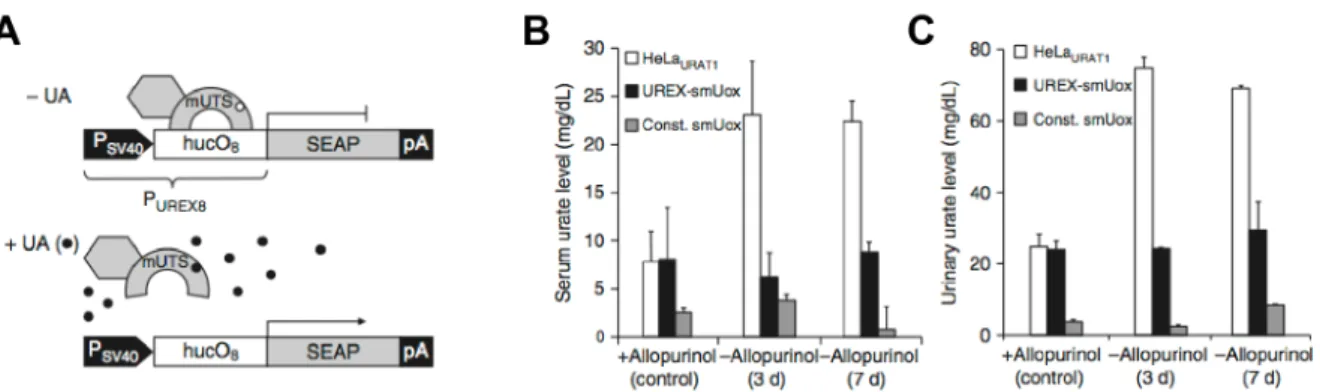 Figure 1-9 Synthetic uric acid-responsive mammalian sensor circuit  17 . (A) Diagram of Uric acid  Responsive  Transgene  Expression  (UREX)  in  action