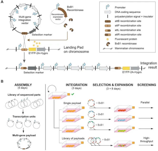 Figure 2-2. Mutligene circuit integration, assembly and screening 