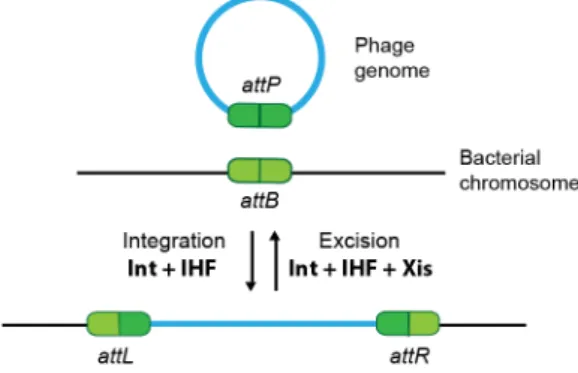 Figure  3-1  Lambda  phage  integration  and  excision 