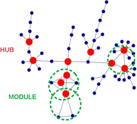 Figure I.1.4  Hubs et modules d'un réseau modèle. Le modèle Barabasi génère un réseau PPI sans échelle (Barabasi et Albert, 1999) décrivant la plupart des réseaux biologiques
