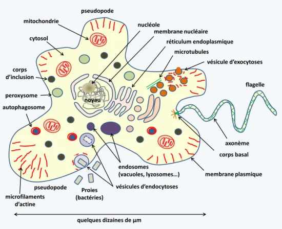 Figure  3 Les  cellules  eucaryotes  présentent  une  structure  cellulaire  complexe  liée  à  la  présence  d’un  vrai  cytosquelette  et  d’organites  (ou  organelles),  dont  un  noyau,  ce  qui  leur  donne  leur  nom