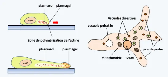 Figure 5 Les pseudopodes sont des extensions dynamiques du cytoplasme qui permettent aux cellules de se  déplacer  en  rampant  sur  le  substrat