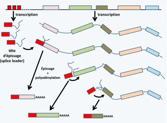 Figure  15  Mécanisme  de  fragmentation  des  messagers  polycistroniques  chez  les Euglenozoa