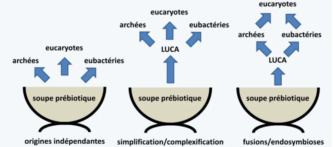 Figure 18 Les trois grands groupes de théories pour expliquer l’origine des eucaryotes.