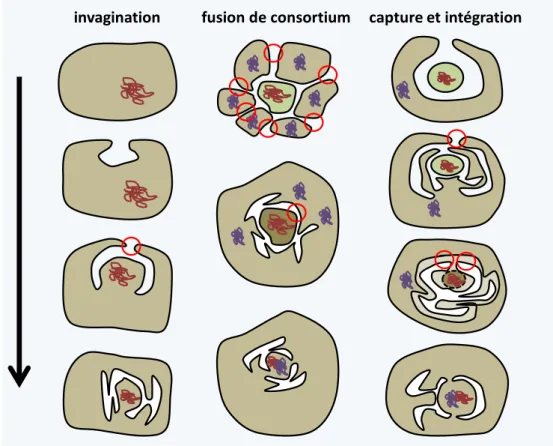 Figure  19  Trois modèles  expliquant comment  le  noyau  a  pu  apparaître.  Le  modèle  par  invagination est  le  plus  simple  car  il  suppose  une  seule  fusion de  membrane  (représentée  par  le  cercle  rouge)