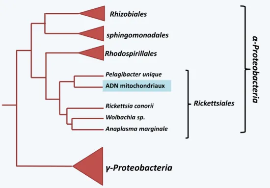 Figure 25 Arbre phylogénétique des génomes mitochondriaux et bactériens. Les ADN mitochondriaux ont  une origine commune au sein des Rickettsiales.