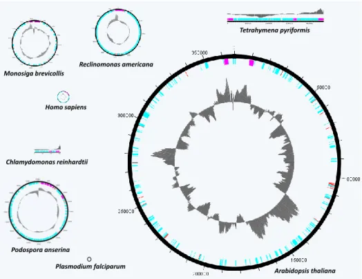 Figure 29 La taille des génomes mitochondriaux est très variable et n’est pas toujours en relation avec leurs  capacités codantes