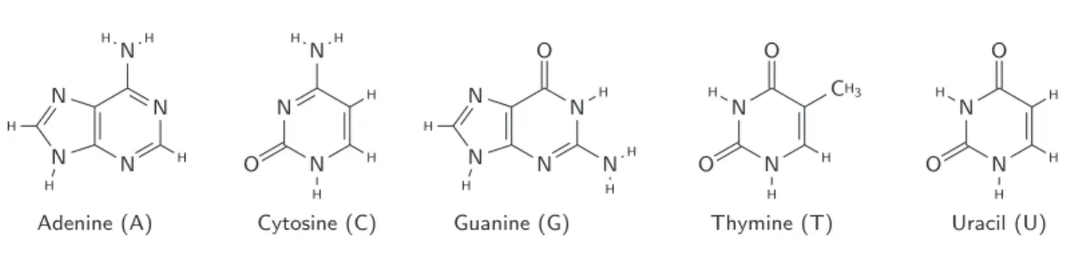 Figure 1.3: The five bases that can be found in DNA and RNA: adenine, cytosine, guanine (DNA and RNA), thymine (DNA), uracil (RNA).