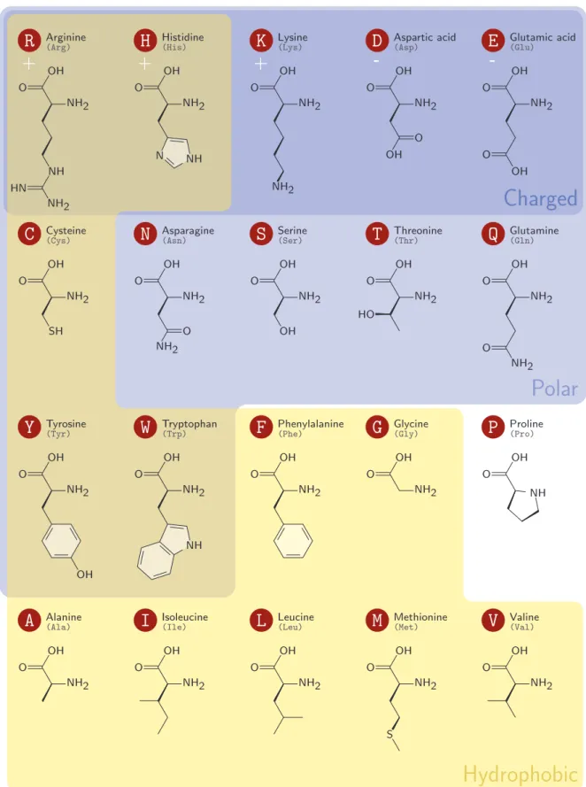 Figure 1.8: The twenty amino acids, grouped according to their side chains’ polarity and charge.