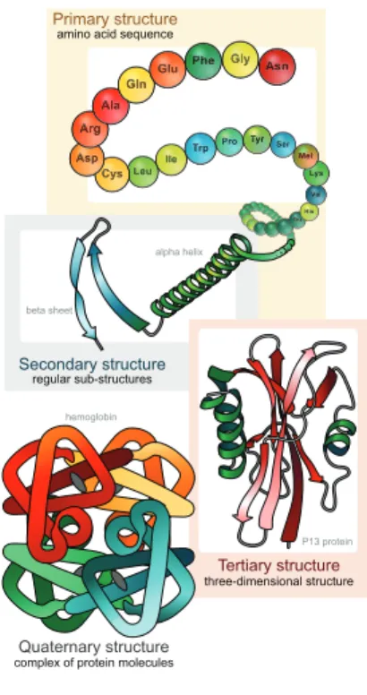 Figure 1.10: Central Dogma of Molecular Biol- Biol-ogy: from DNA through RNA (transcription) to proteins (translation).