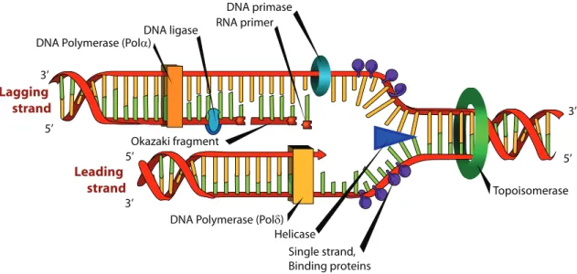 Figure 1.15: DNA replication. At the “replication fork”, the helicase breaks the hydrogen bonds in the double helix and SBB proteins separate the strands, while the topoisomerase keeps the DNA from tangling