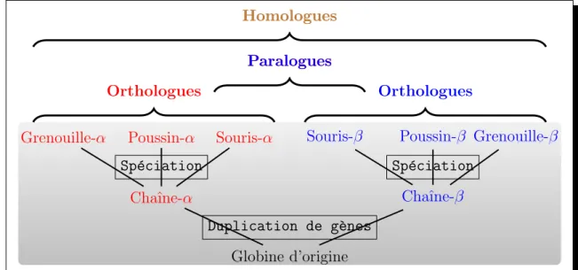 Figure 1.4 – Illustration des notions d’homologie, d’orthologie et de paralogie via un exemple simplifi´e de l’arbre phylog´en´etique des g`enes codant pour les globines.