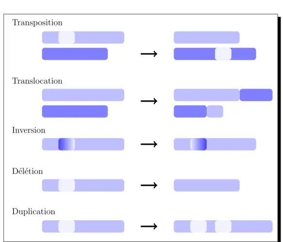 Figure 1.5 – Mutations chromosomiques. Une transposition, une translocation, une inversion, une d´el´etion et une duplication chromosomique.
