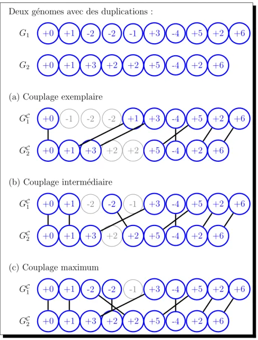 Figure 1.8 – Mod` eles de couplage entre deux g´ enomes G 1 et G 2 : (a) exemplaire, (b) interm´ediaire et (c) maximum