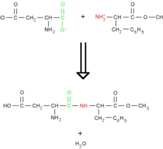 Fig. 1.1 – Sch ´ema de la liaison peptique form ´ee entre un acide aspartique et une ph ´enyalanine.