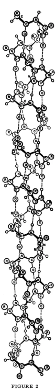 Fig. 1.4 – L’h ´elice α telle que repr ´esent ´ee dans l’article original de Linus Pauling [114].