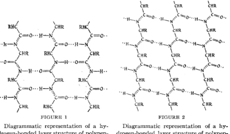 Fig. 1.5 – Brins β tels que repr ´esent ´es dans l’article original de Linus Pauling [114].