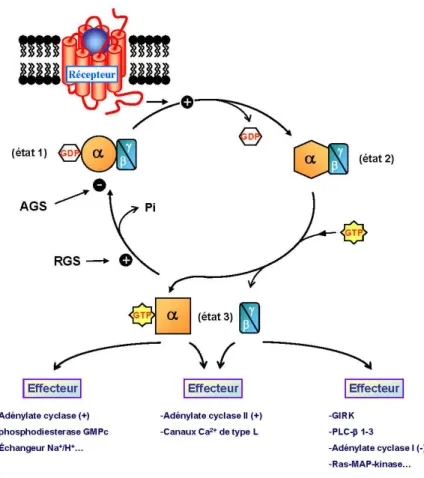 Fig. 1.7 – Interactions transitoires et cycle des prot ´eines G. La liaison du r ´ecepteur `a son ligand pro- pro-voque la lib ´eration du complexe G α − G β − G γ − GDP