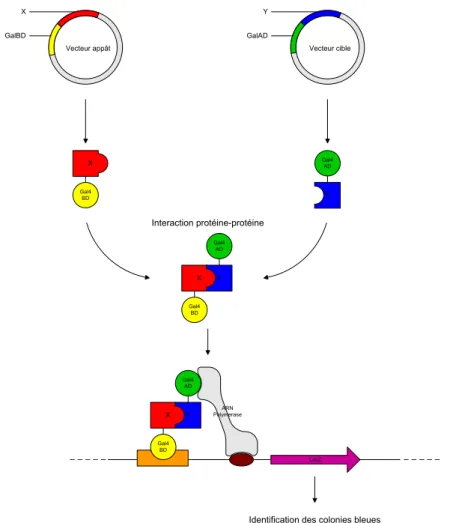 Fig. 1.8 – Principe de la m ´ethode de d ´etection de complexes prot ´eiques par double-hybride dans la levure