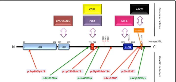 Fig. 1 Conserved regions, functional domains, and genetic mutations in the human STIL protein