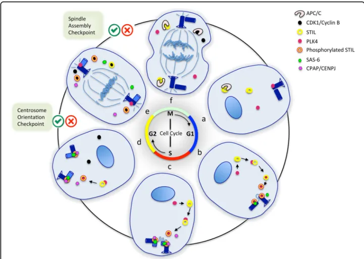 Fig. 2 STIL regulation during the cell cycle. Six phases of the cell cycle are represented