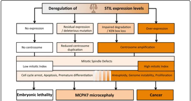 Fig. 4 Consequences of deregulating STIL expression levels. STIL expression levels are ﬁ nely regulated both during development and in differentiated tissues