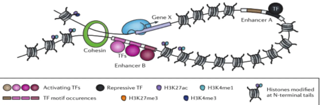 Figure I.3 : Interaction enhancer-promoteur : le modèle du looping. La transcription du gène X est  activée par le contact entre son enhancer B et son promoteur, permis par la formation d’une boucle