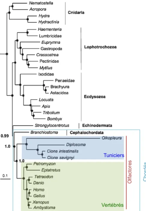 Figure II.2. Arbre phylogénétique montrant que les tuniciers sont le groupe-frère des vertébrés  (Adapté de Delsuc, Tsagkogeorga, Lartillot, &amp; Philippe, 2008))
