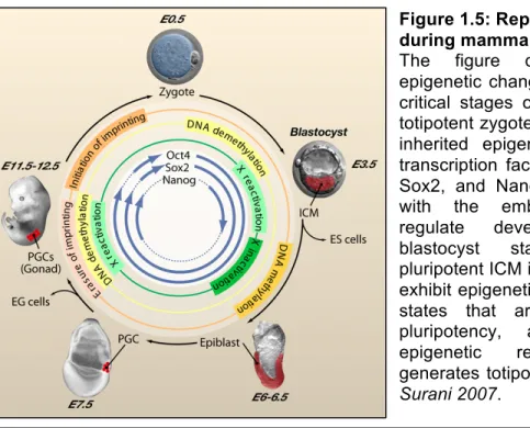 Figure 1.5: Reprogramming  during mammalian development.  