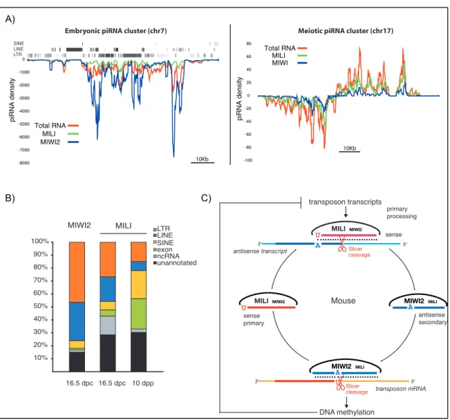 Figure 1.7: Mouse piRNA biogenesis and silencing function.    