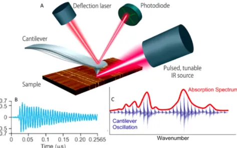 Figure 3.2.1.: Operational scheme of PTIR microscopy: (A) Schematic diagram of AFM- AFM-IR; (B) the sample’s photothermal expansion induces a transient cantilever oscillation that is proportional to the IR absorption; (C) measuring the AFM cantilever oscil