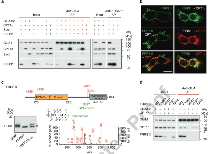 Figure 4 | Assembly of WT and mutant FRRS1l with CPT1c and signiﬁcance for ER localization and association with GluA proteins