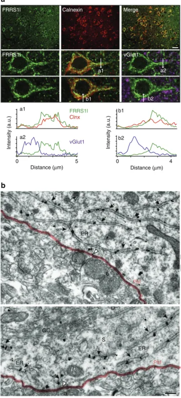 Figure 6 | Alterations in EPSCs upon knockdown of FRRS1l in individual MFB–MC synapses