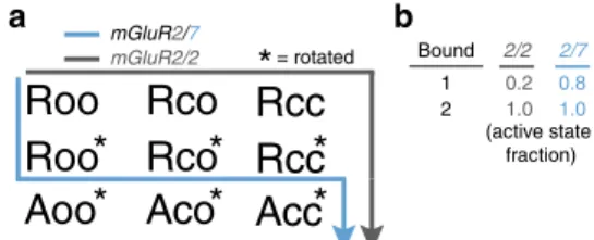 Fig. 8 State diagram model of activation pathway. a The transition of an mGluR from the resting state (Roo) to the active state (Acc) involves transition of the two LBDs from the open state (o) to the closed state (o), and rotation (*) of the LBDs relative