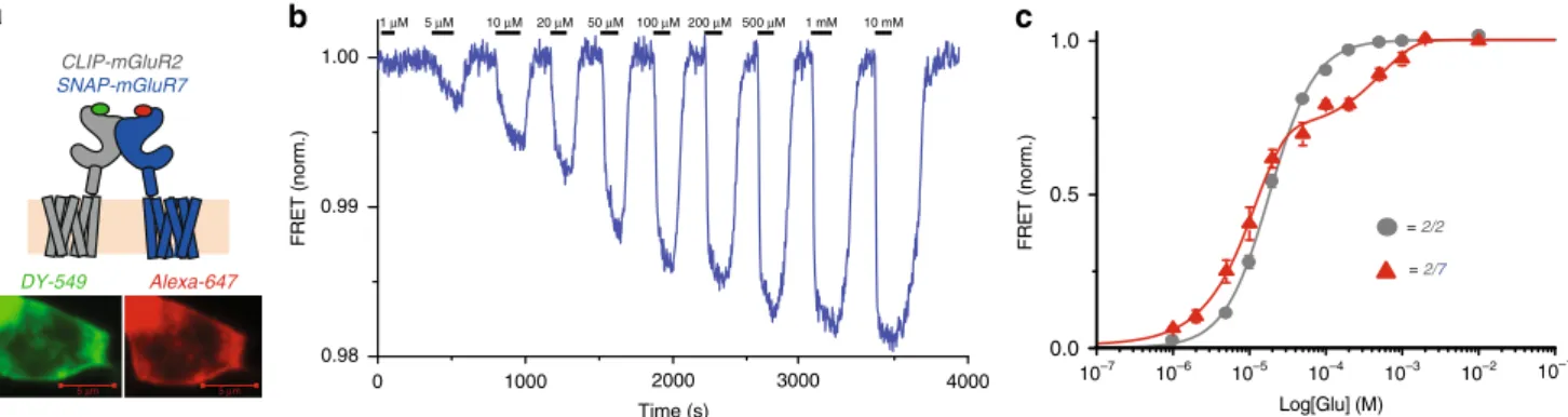 Fig. 3 mGluR2/7 heterodimer has a biphasic glutamate concentration-response in HEK293 cells