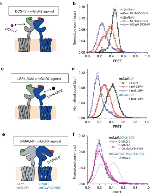 Fig. 5 Enhanced agonism in the mGluR2/7 heterodimer. Single subunit agonism in mGluR2/7 drives greater activated state occupancy (lower FRET values) than agonism of both subunits in either mGluR2/2 or mGluR7/7