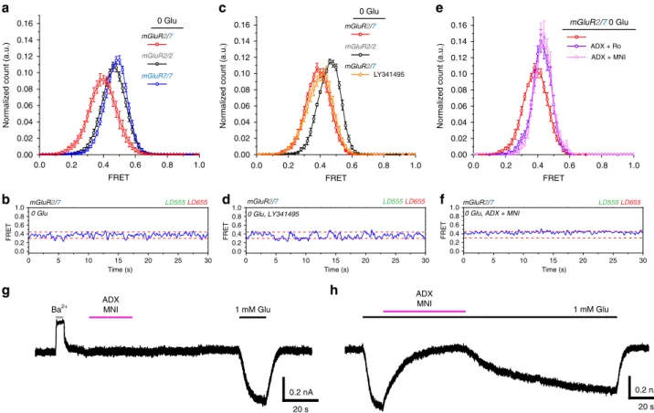 Fig. 6 Spontaneous conformational rearrangements of mGluR2/7 in the Apo state. a, b 0 glutamate smFRET histograms of SNAP-mGluR2/SNAP-mGluR2, SNAP-mGluR7/SNAP-mGluR7 and CLIP-mGluR2/SNAP-mGluR7 show a shift to lower FRET values in mGluR2/7 (a), associated 