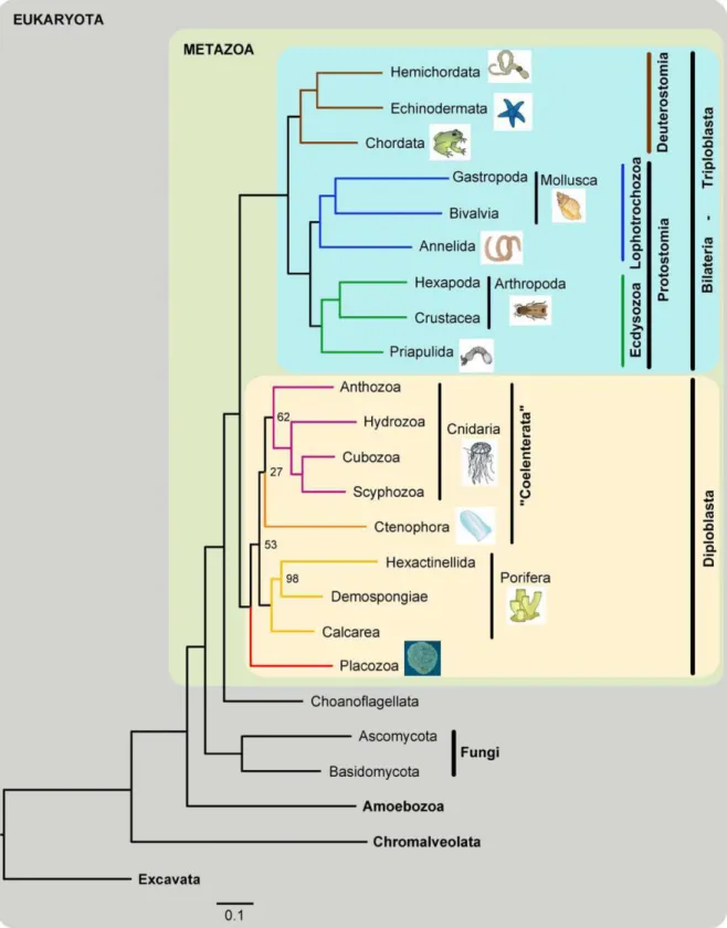 Figure 1. Arbre phylogénétique des Métazoaires (i.e., animaux) montrant la position relative des Cnidaires  (Cnidaria) vis-à-vis des autres embranchements