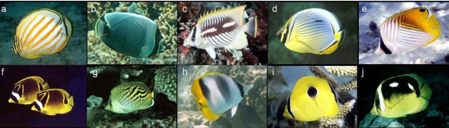 Figure 12. Poissons de la famille des Chaetodontidae ciblés en tant que corallivores dans le cadre de cette étude