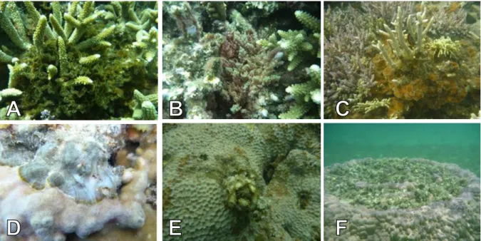 Figure 2.1.4. Illustration of the six typologies of interactions identified. A. Lobophora rosacea  niched within Acropora  sp