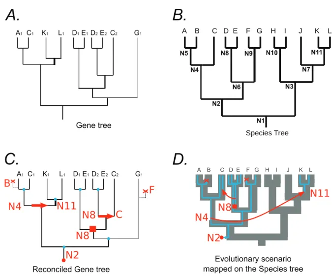 Figure 1.4: Schematic example of a reconciliation.