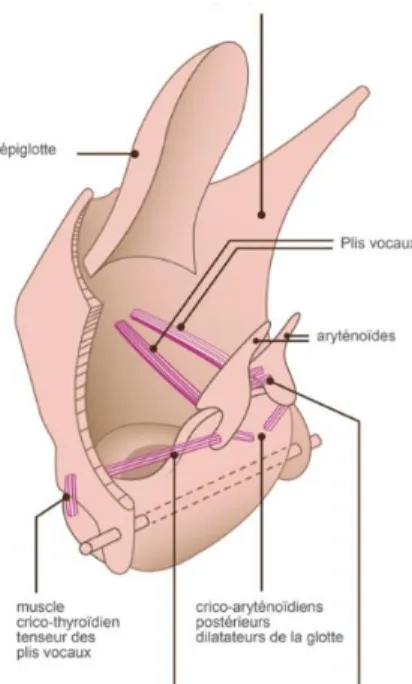 Figure 3. Anatomie du larynx.  
