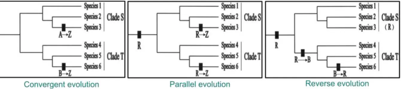 Figure 3 – Schemes of the three ways homoplasy arises (modified from McGhee, 2011). Left – convergent evolution of trait Z in  species 3 and 6; middle – parallel evolution of trait Z in species 3 and 6; right – reverse evolution of trait R in species 6 wit