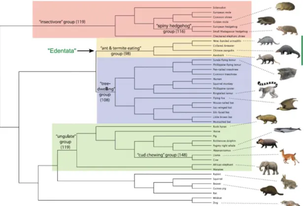 Figure 4 – Ecomorphology groups highlighted on the phenetic tree of extant mammals recovered by O’Leary et al