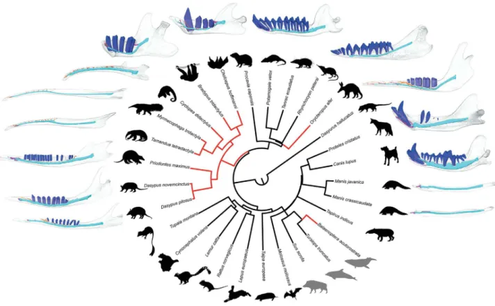 Figure 1. Evolution of Dorsal Canaliculi Linked to Tooth Regression in 28 Placentals and 1 Marsupial