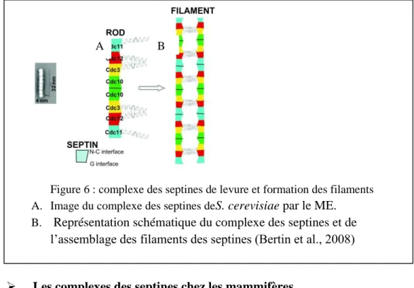 Figure 6 : complexe des septines de levure et formation des filaments   A.  Image du complexe des septines de S