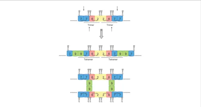 Figure 10 : Les deux types d’assemblage proposés pour la formation de tétramères des  septines (Sandrock et al., 2011)