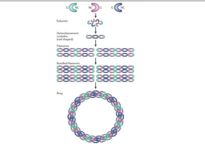 Figure 11 : La formation des structures d’ordre supérieur des septines (Mostowy and  Cossart, 2012) 